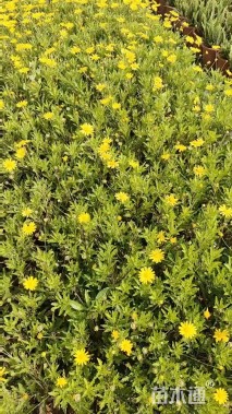 高度25厘米木春菊