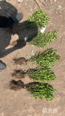 高度35厘米瓜子黄杨