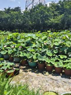 高度50厘米睡莲