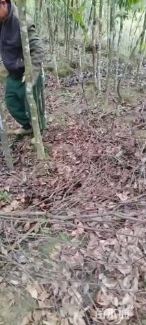 3公分木荷