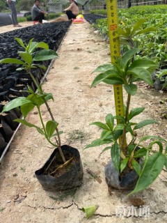 高度25厘米软枝黄蝉