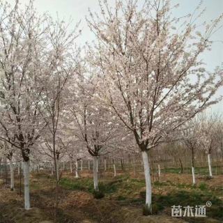 12公分日本早樱