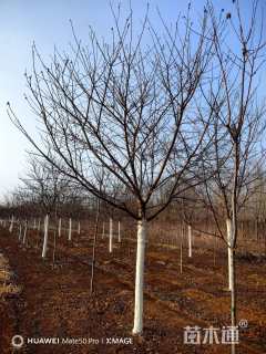 21公分染井吉野樱