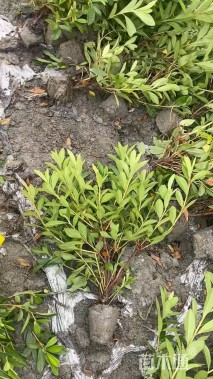 高度25厘米毛鹃小苗