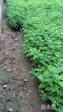 高度100厘米紫穗槐