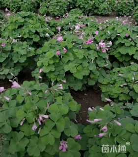 高度25厘米红花酢浆草