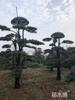 15公分罗汉松