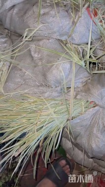高度10厘米花叶芒