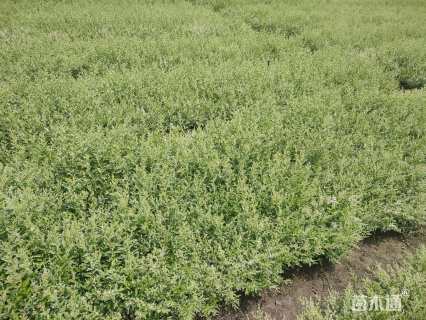 高度40厘米银姬小蜡