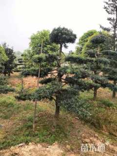 移栽苗造型罗汉松