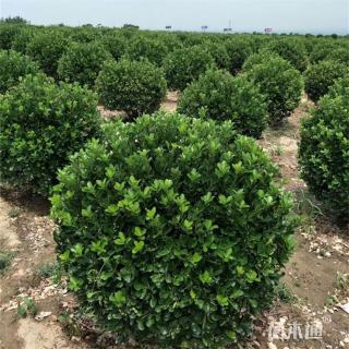 冠幅80厘米卫矛球
