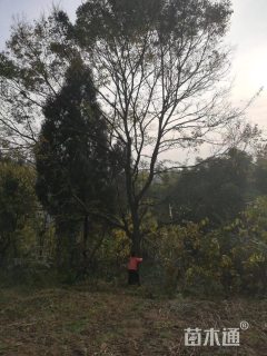 40公分朴树