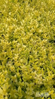 高度20厘米金森女贞