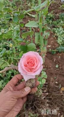 高度15厘米月季