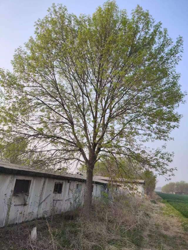 28公分白蜡