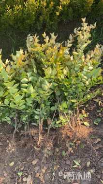 高度50厘米金森女贞