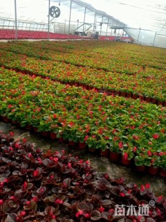 高度15厘米四季海棠