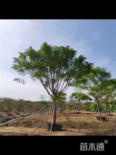 25公分蓝花楹