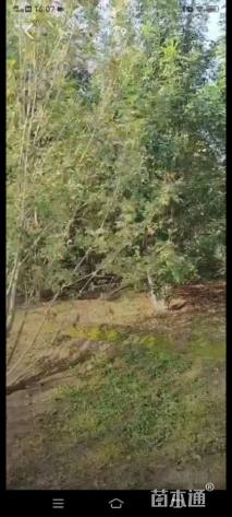 高度400厘米丛生白蜡