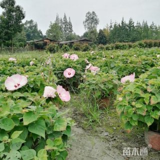 高度30厘米草芙蓉