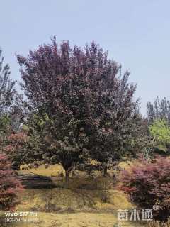 10公分紫叶李