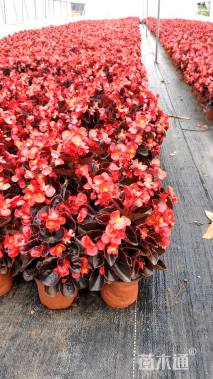 高度20厘米四季海棠