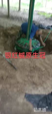 12公分美国红枫