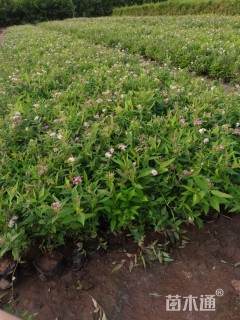 高度35厘米粉花绣线菊