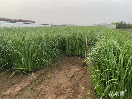 高度20厘米水生鸢尾