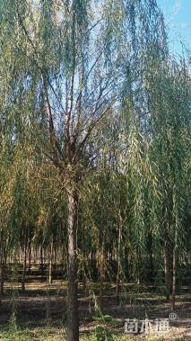 15公分西湖垂柳