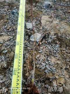 高度250厘米白皮松