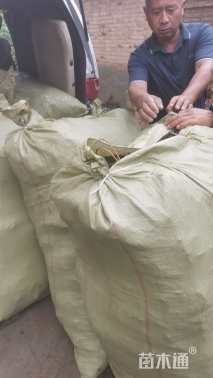 高度30厘米紫穗槐