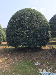 25公分桂花