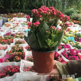 高度30厘米长寿花