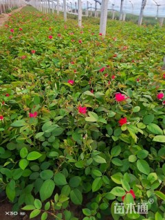 高度20厘米丰花月季