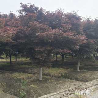 20公分红枫