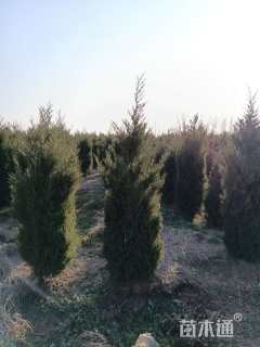 高度160厘米塔柏