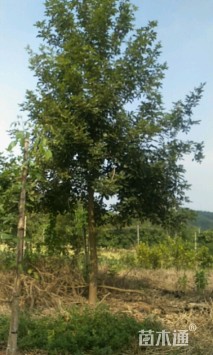 8公分黄花风铃木