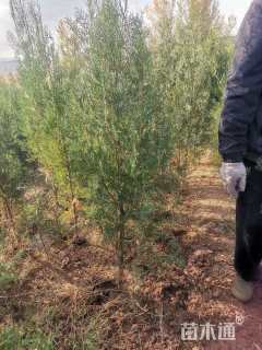 高度150厘米侧柏小苗