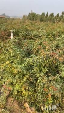 高度60厘米蔷薇