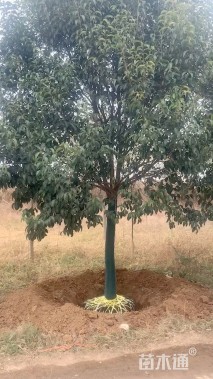 10公分大叶女贞