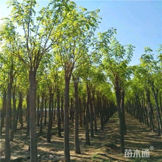 8公分香花槐