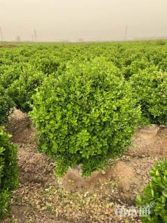 冠幅70厘米大叶黄杨球