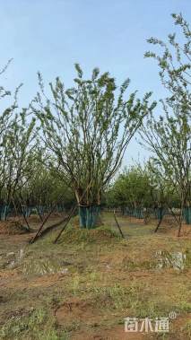 40公分丛生朴树