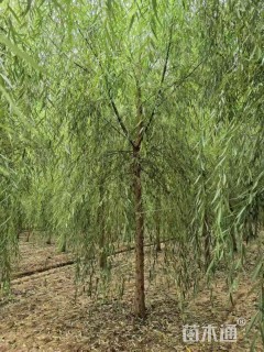 11公分西湖垂柳
