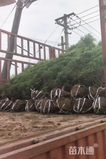 高度260厘米桧柏