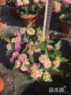 高度25厘米福禄考