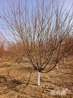 10公分菊花碧桃