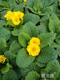 高度10厘米报春花