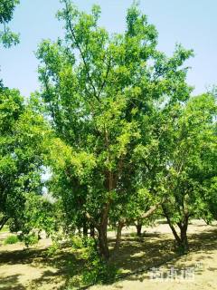 20公分黑枣树